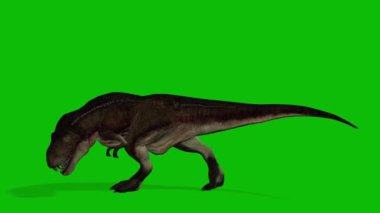 t rex dinozor video yeşil ekran