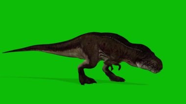 t rex dinozor video yeşil ekran