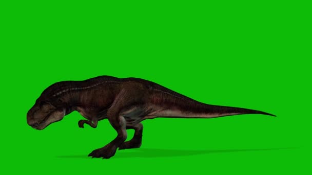 Rex Dinozaur Wideo Zielony Ekran — Wideo stockowe