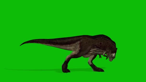 Rex Dinosaur Video Greenscreen — Stockvideo