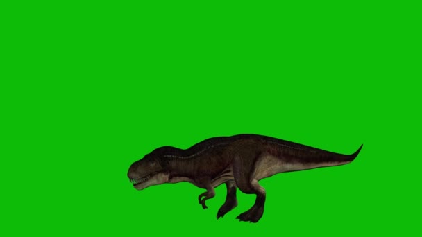 Rex Δεινόσαυρος Βίντεο Greenscreen — Αρχείο Βίντεο