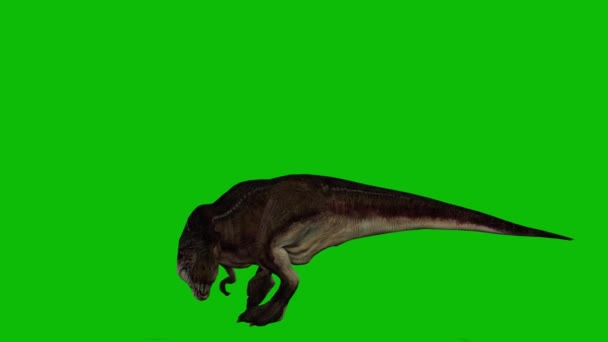 Rex Dinosaurie Video Grön Skärm — Stockvideo