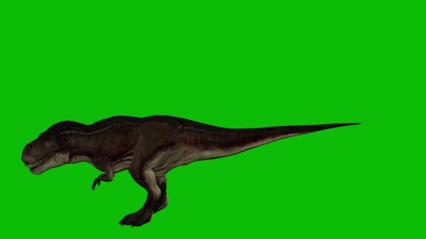 Rex Dinosaur Video Greenscreen — Stockvideo