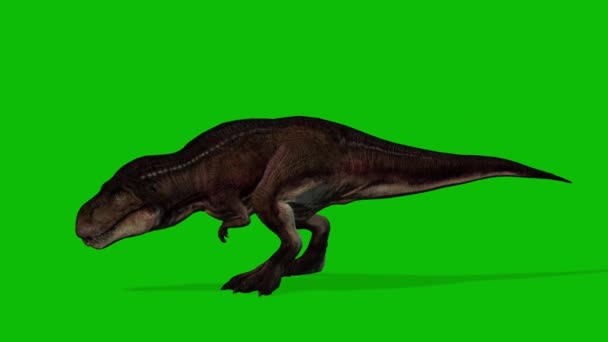 Rex Dinosaurus Video Greenscreen — Stockvideo