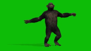 Büyük Maymun yeşil ekran video