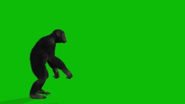 Büyük Maymun yeşil ekran video