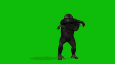 Büyük Maymun yeşil ekran video