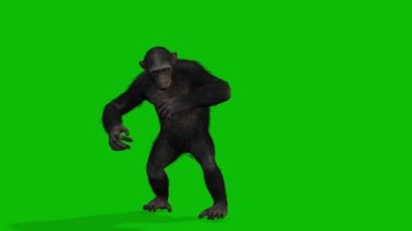 Büyük Maymun yeşil ekran video