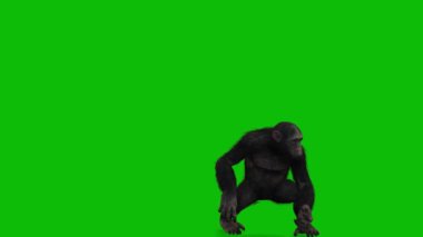 Büyük Maymun yeşil ekran video