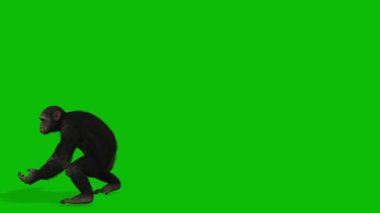 Büyük Maymun yeşil ekran video