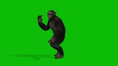Büyük Maymun yeşil ekran video