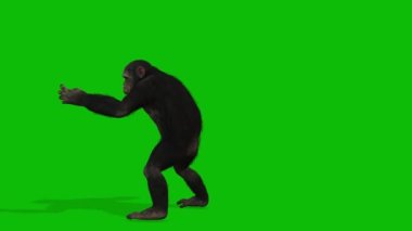 Büyük Maymun yeşil ekran video