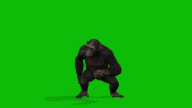 Büyük Maymun yeşil ekran video