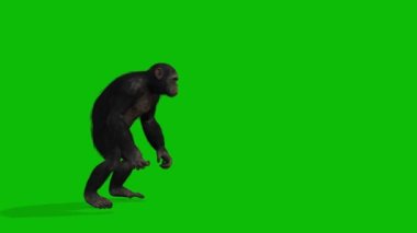 Büyük Maymun yeşil ekran video