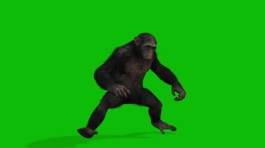 Büyük Maymun yeşil ekran video