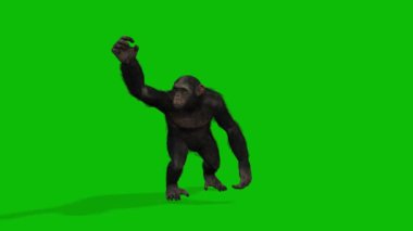 Büyük Maymun yeşil ekran video