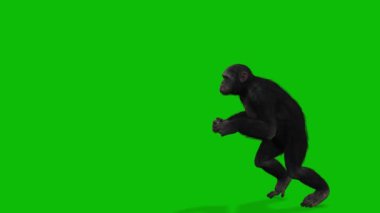 Büyük Maymun yeşil ekran video