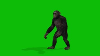 Büyük Maymun yeşil ekran video