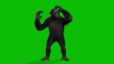 Büyük Maymun yeşil ekran video