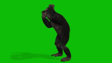 Büyük Maymun yeşil ekran video