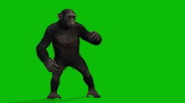 Büyük Maymun yeşil ekran video