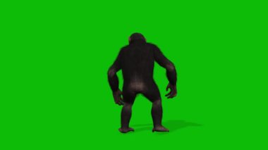 Büyük Maymun yeşil ekran video