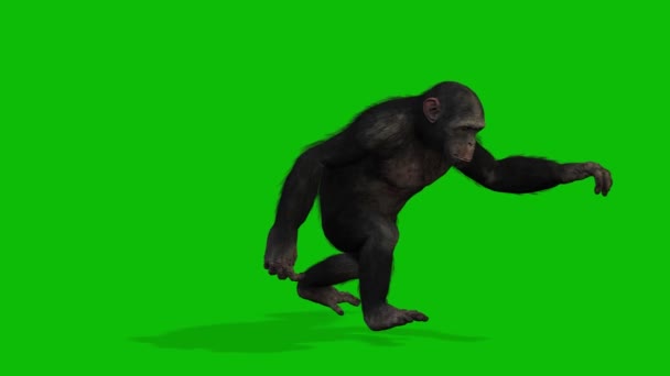 Big Monkey Greenscreen Video — Stock video