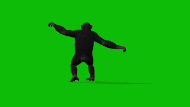 Duży Monkey Greenscreen Wideo — Wideo stockowe