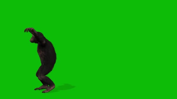 Big Monkey Pantalla Verde Vídeo — Vídeo de stock