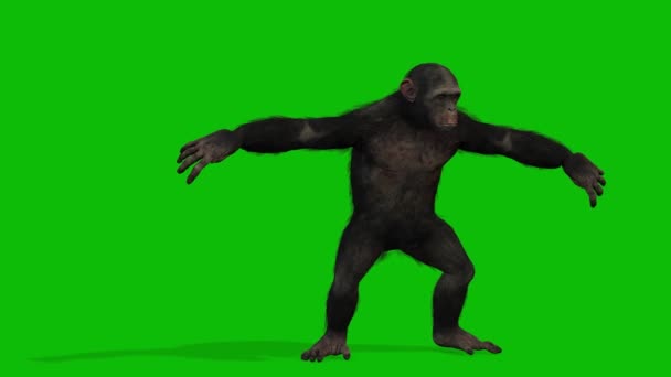 Büyük Maymun Yeşil Ekran Video — Stok video