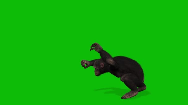Big Monkey Greenscreen Video – stockvideo