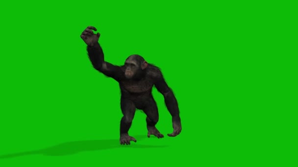 Video Layar Hijau Big Monkey — Stok Video