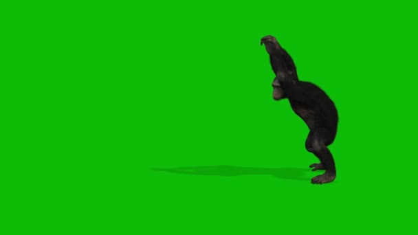 Big Monkey Greenscreen Video — Stock Video