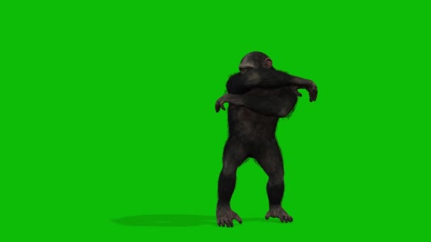 大猴绿屏视频 — 图库视频影像