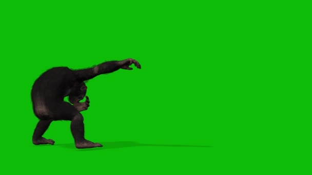 Big Monkey Pantalla Verde Vídeo — Vídeos de Stock