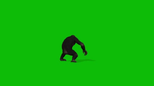 Duży Monkey Greenscreen Wideo — Wideo stockowe