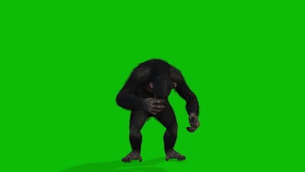 Grande Scimmia Schermo Verde Video — Video Stock
