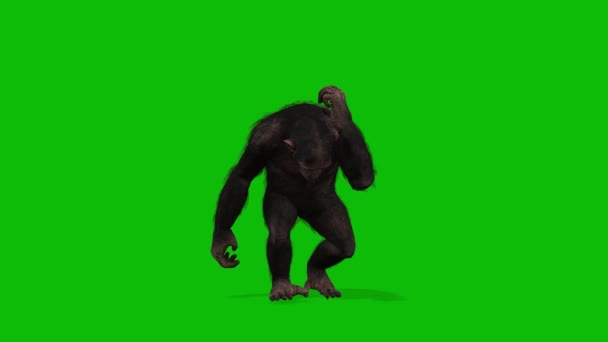 Big Monkey Greenscreen Vídeo — Vídeo de Stock