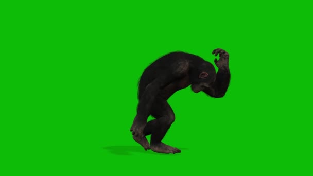 Big Monkey Pantalla Verde Vídeo — Vídeo de stock