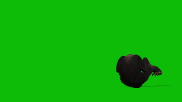Grande Scimmia Schermo Verde Video — Video Stock