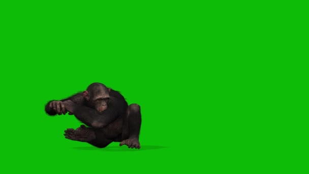 Велика Мавпа Зелений Екран Відео — стокове відео