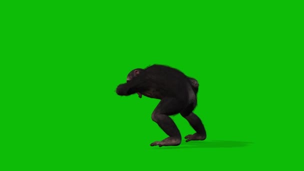 Big Monkey Greenscreen Video — Stockvideo