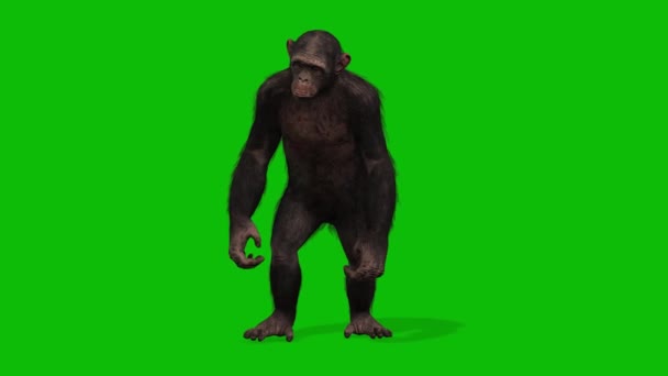 大猴绿屏视频 — 图库视频影像