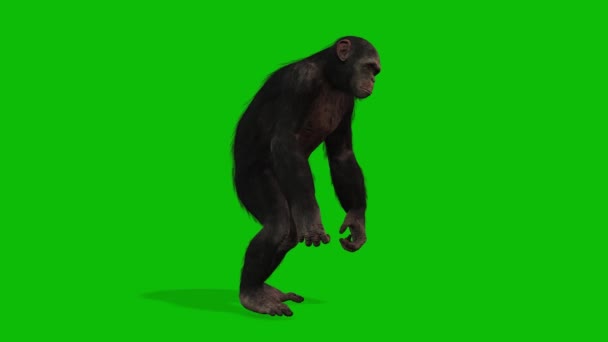Büyük Maymun Yeşil Ekran Video — Stok video
