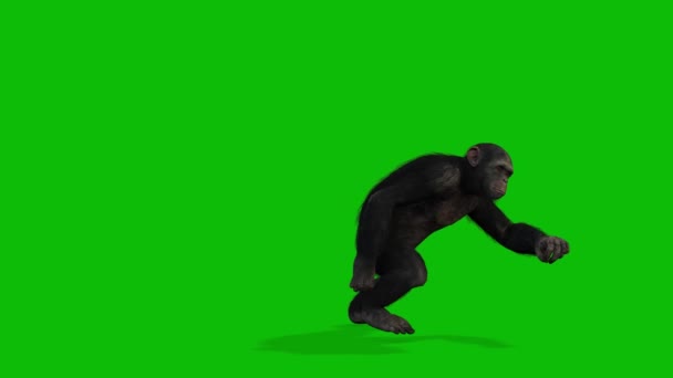 Big Monkey Greenscreen Vídeo — Vídeo de Stock