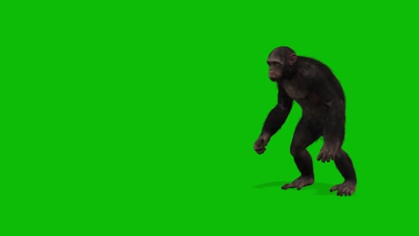 Μεγάλο Monkey Πράσινο Βίντεο Οθόνη — Αρχείο Βίντεο