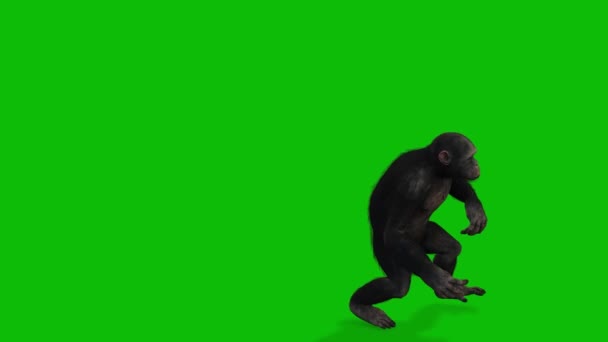 Big Monkey Greenscreen Video — Stockvideo