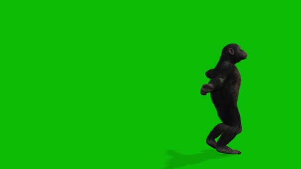 Big Monkey Greenscreen Video — Stock Video