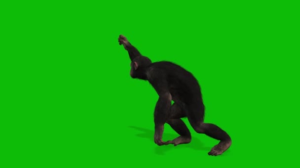 Big Monkey Greenscreen Videó — Stock videók