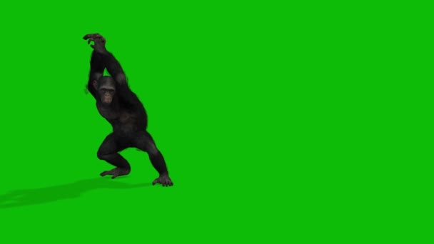 Big Monkey Greenscreen Videó — Stock videók